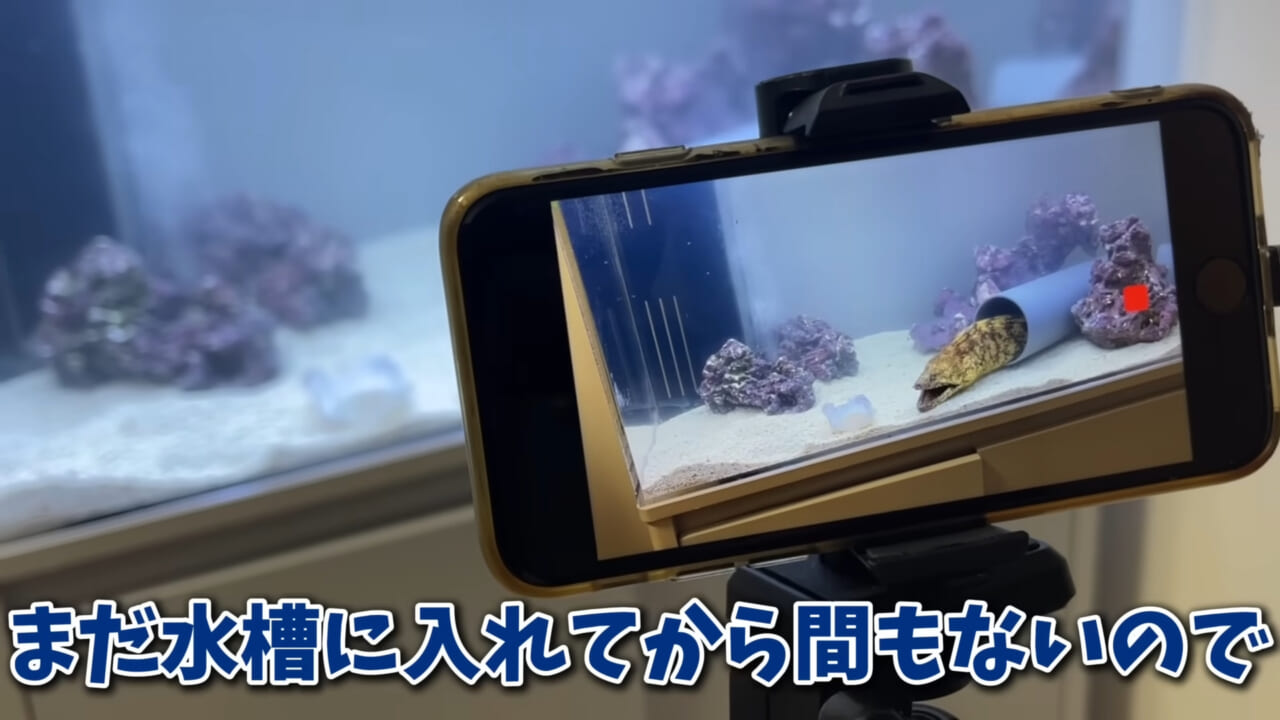 ｜「そんなことあるかぁ！」鮮魚店で売っていた『ウツボ』をペットにしたらヤバすぎた。衝撃の飼育シーンに話題殺到。