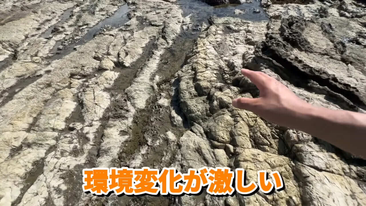 ｜「コレ、普通に捕まります」“磯の水”を全部抜いたら、出てきたものがヤバすぎた。「海保に通報です」