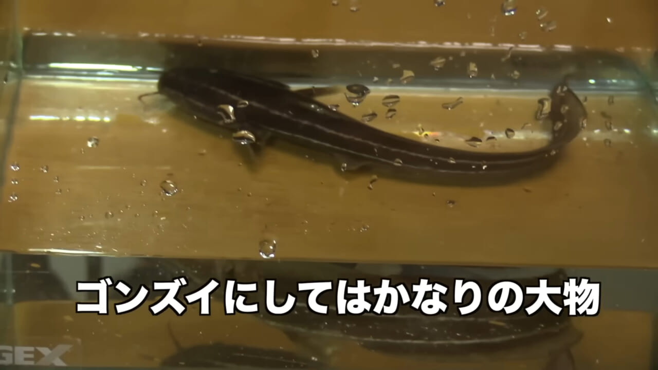 |「身体張りすぎやん…」「刺されて検証」毒魚”ゴンズイ”に刺されたら入浴剤で治るは本当なのか…