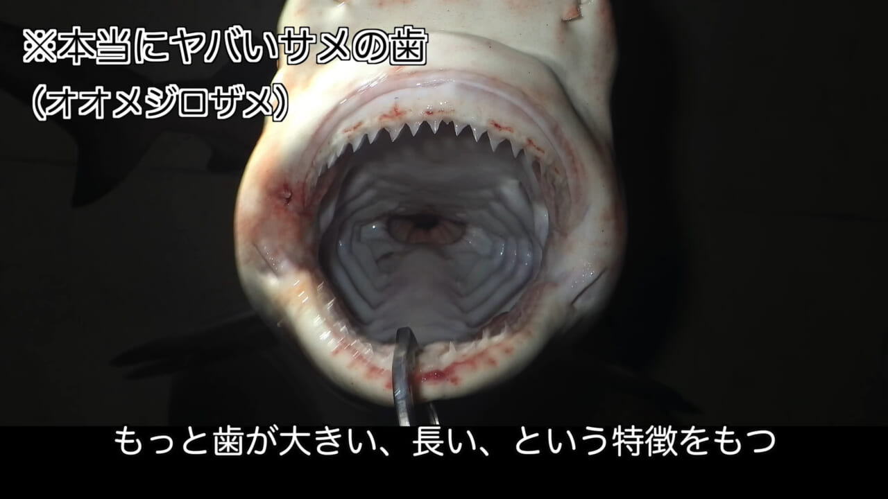｜「マジかよ。やばすぎ」「危険すぎる…」サメに噛まれるとどうなるのか身をもって検証したYouTuberがやばすぎた…