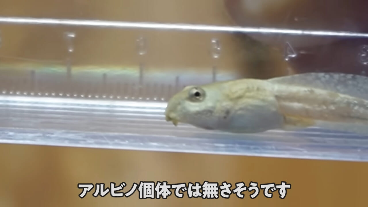 |「ヤバい、突然変異です」捕まえた『白いオタマジャクシ』を育ててみたらまさかの…。「何色のカエルになるのか、検証します」