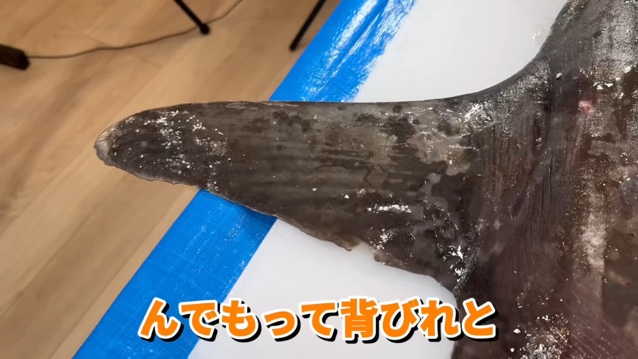 ｜「脳みそ小さすぎ」「これは脱帽だわ」マンボウをさばいた結果がとんでもなかった。