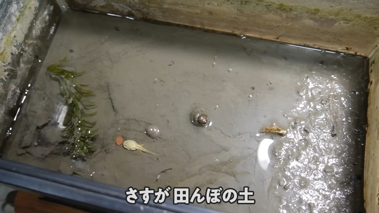 |「ヤバい、突然変異です」捕まえた『白いオタマジャクシ』を育ててみたらまさかの…。「何色のカエルになるのか、検証します」