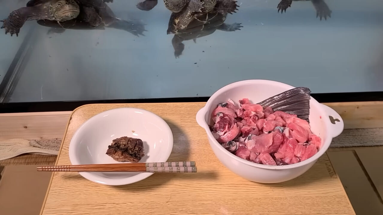｜「うわぁ、キタキタ」「デカすぎ…」“巨大魚”が潜む川に食パンを投入→10秒後にまさかの『化け物』サイズが登場。