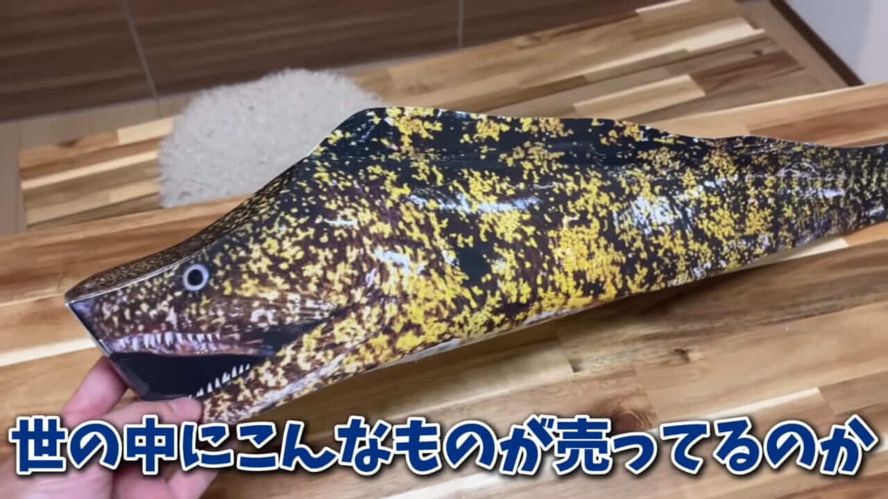 ｜「そんなことあるかぁ！」鮮魚店で売っていた『ウツボ』をペットにしたらヤバすぎた。衝撃の飼育シーンに話題殺到。