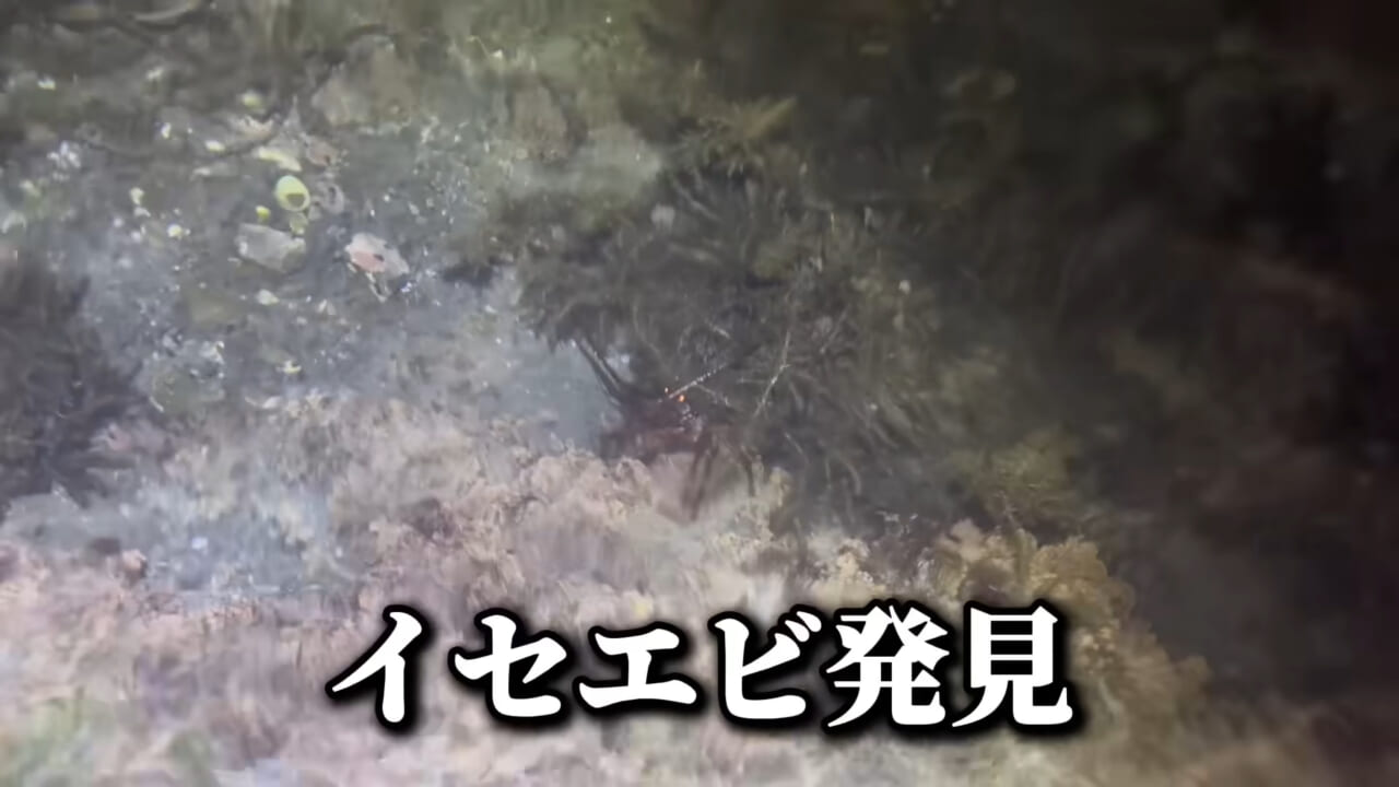 |「コレ、普通に捕まります」“磯の水”を全部抜いたら、出てきたものがヤバすぎた。「海保に通報です」