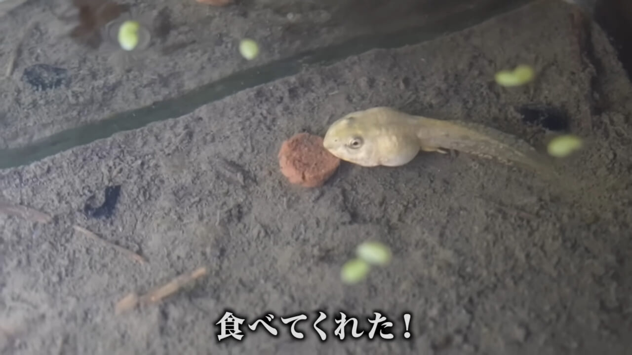 ｜「ヤバい、突然変異です」捕まえた『白いオタマジャクシ』を育ててみたらまさかの…。「何色のカエルになるのか、検証します」