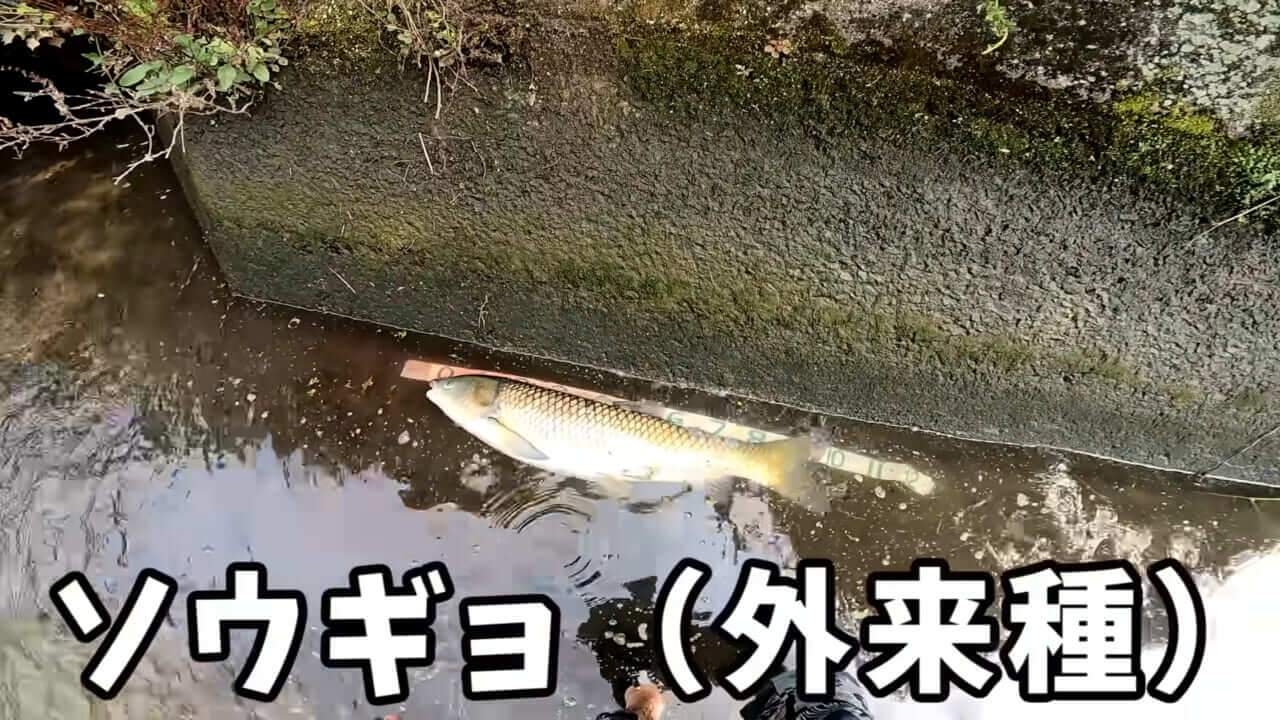 |「うわぁ、キタキタ」「デカすぎ…」“巨大魚”が潜む川に食パンを投入→10秒後にまさかの『化け物』サイズが登場。