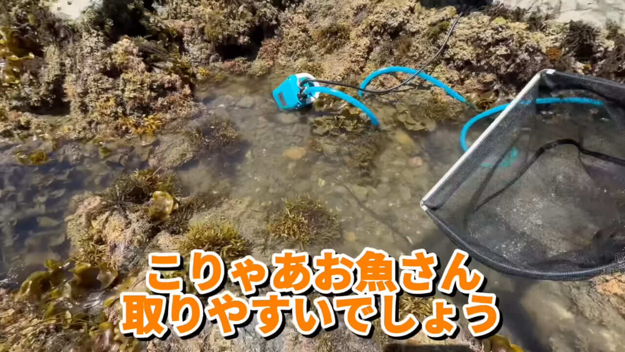|「コレ、普通に捕まります」“磯の水”を全部抜いたら、出てきたものがヤバすぎた。「海保に通報です」