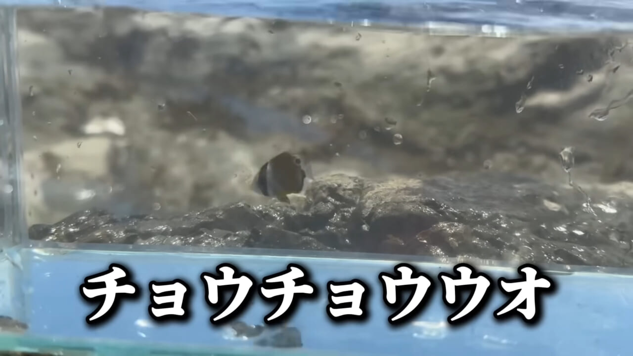 ｜「コレ、普通に捕まります」“磯の水”を全部抜いたら、出てきたものがヤバすぎた。「海保に通報です」