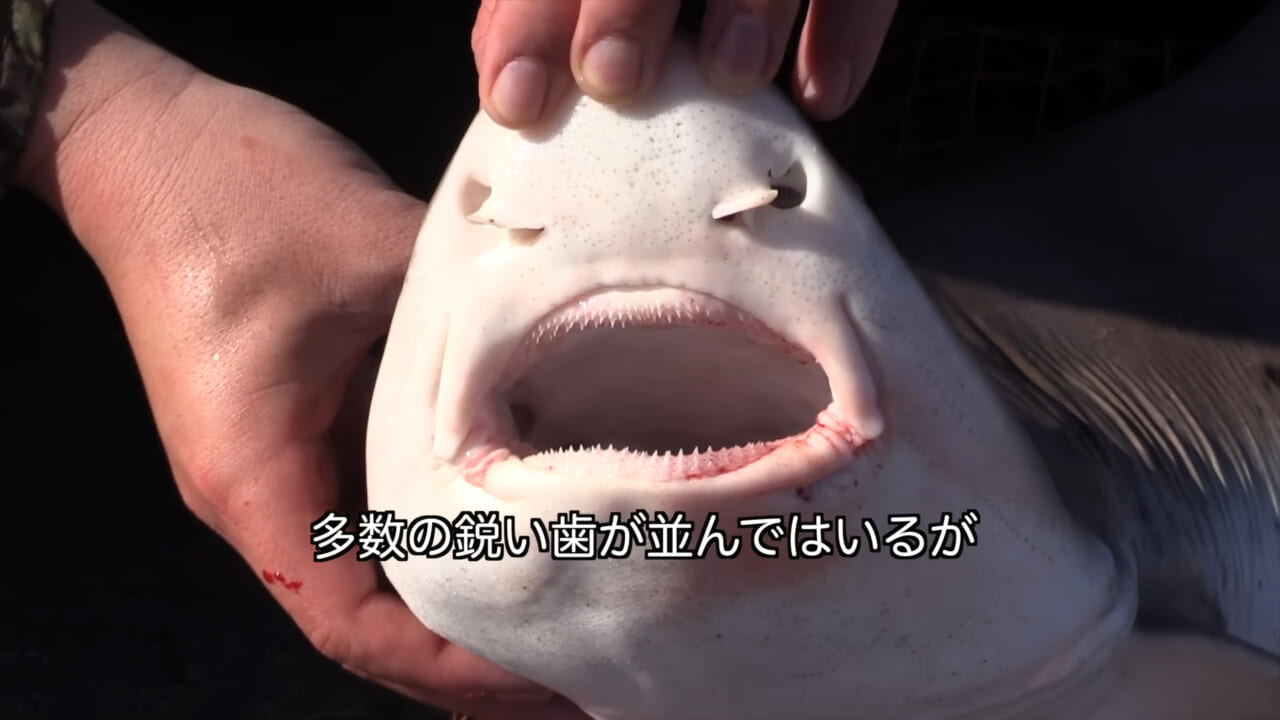 ｜「マジかよ。やばすぎ」「危険すぎる…」サメに噛まれるとどうなるのか身をもって検証したYouTuberがやばすぎた…