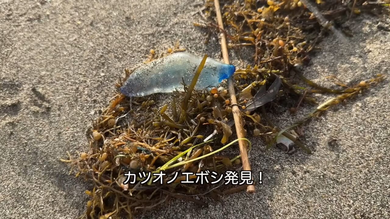 |「くぅーっ、うわぁ」海水浴場によく出現”猛毒クラゲ”に刺されてみた。目を背けたくなるひどい症例もあります。