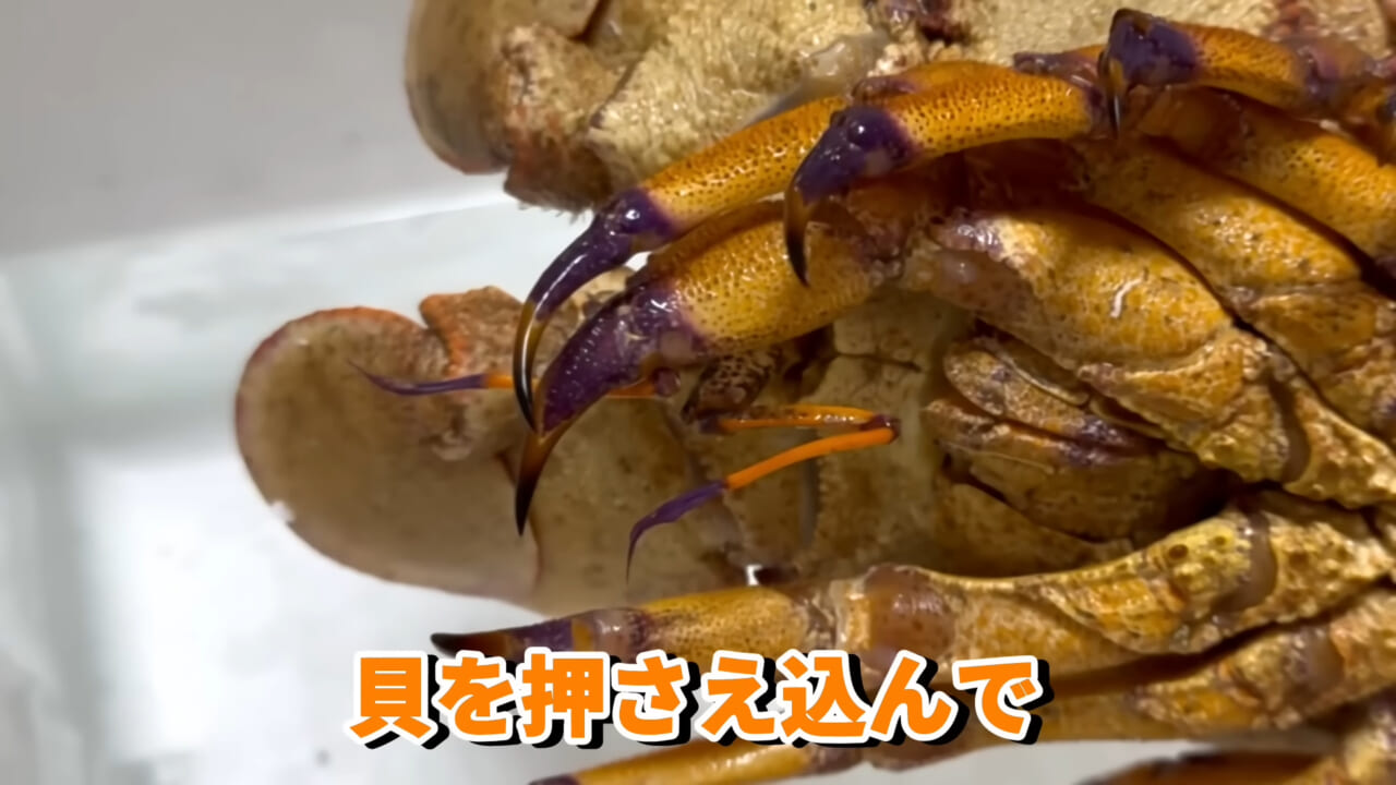 |「これはマジでやばい」スーパーに売れ残っていた『化け物』を飼育してみると…。「すごい映像」「感動しました」