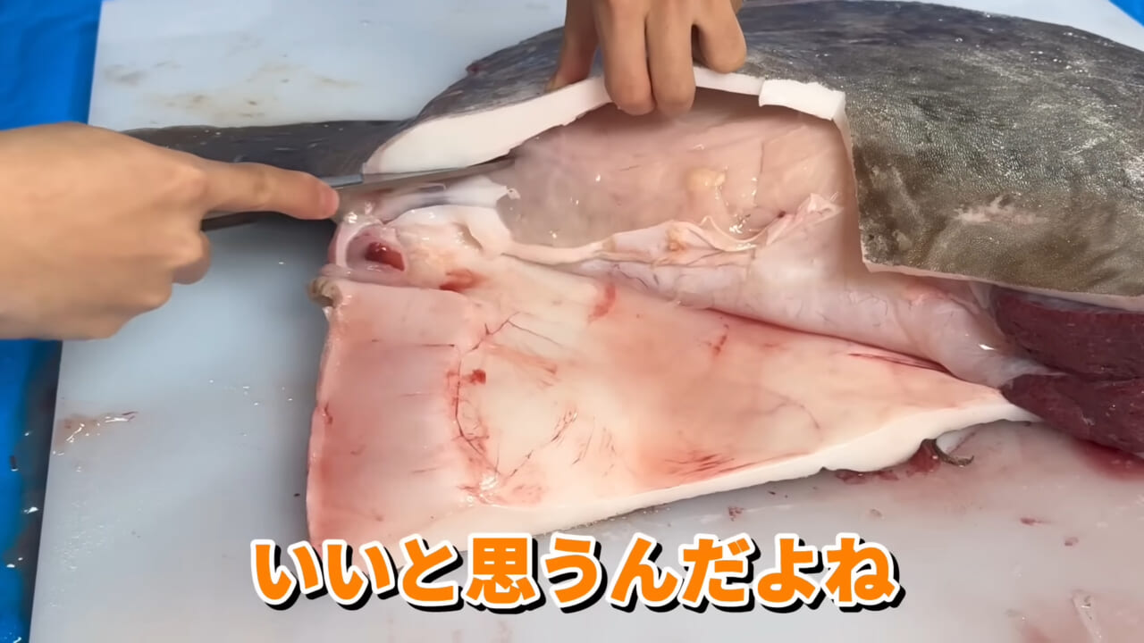 ｜「脳みそ小さすぎ」「これは脱帽だわ」マンボウをさばいた結果がとんでもなかった。