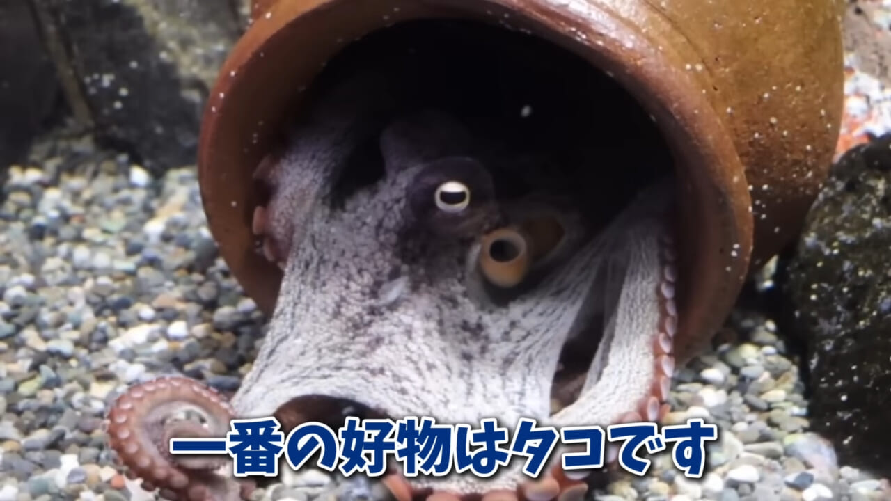 ｜「そんなことあるかぁ！」鮮魚店で売っていた『ウツボ』をペットにしたらヤバすぎた。衝撃の飼育シーンに話題殺到。