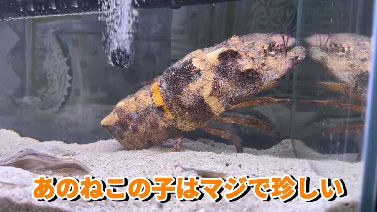 ｜「これはマジでやばい」スーパーに売れ残っていた『化け物』を飼育してみると…。「すごい映像」「感動しました」