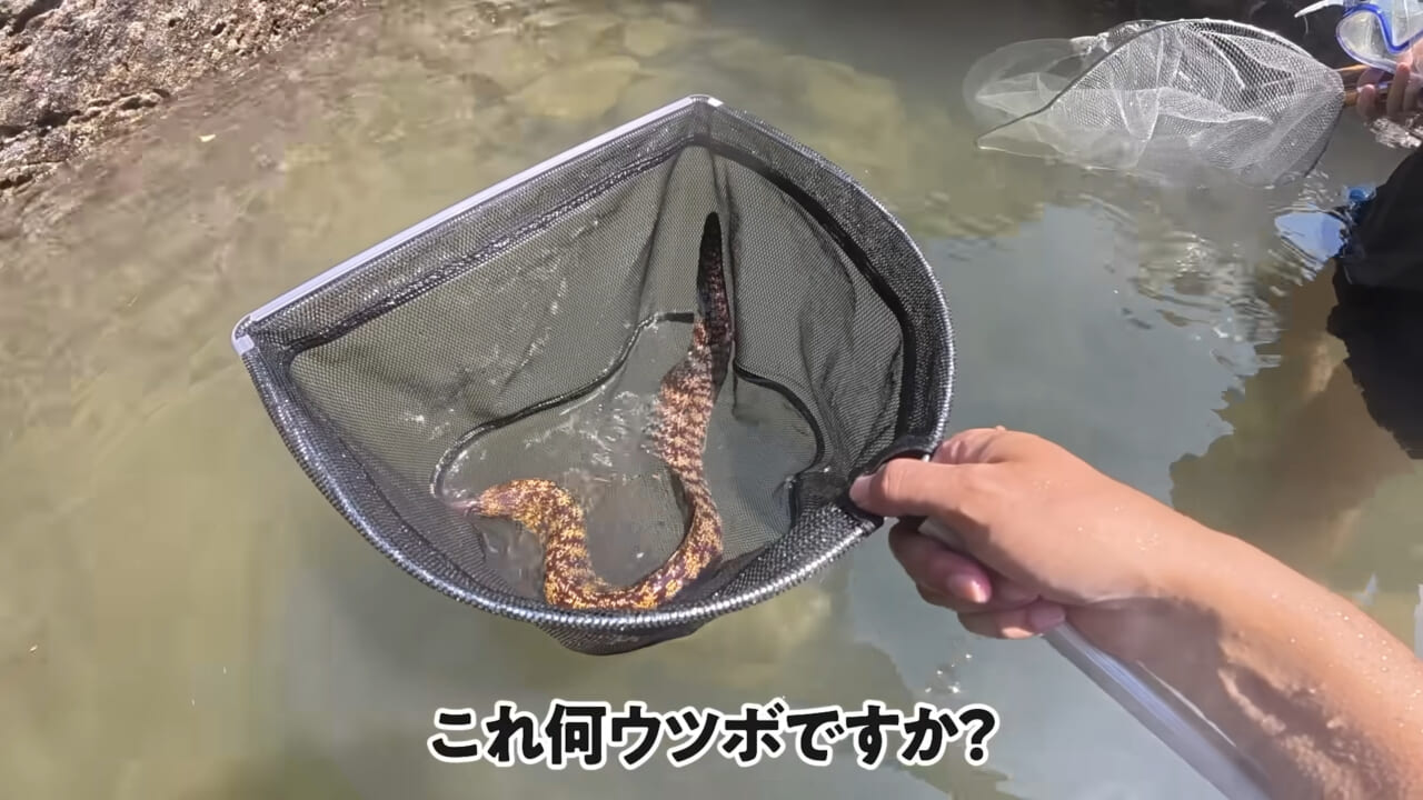 |「嚙まれたらエグれる…」「アレの匂い」海のプールに取り残された『モンスター』を捕獲。実際に食べてみた結果。