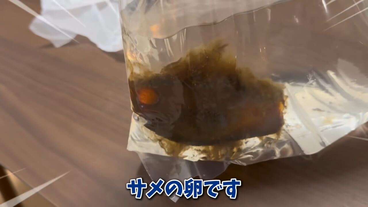 |「まさか本当に」「中でめちゃくちゃ動いてる」スーパーに“1000円”で売っていた『サメの卵』を温めた結果。「家族にします」