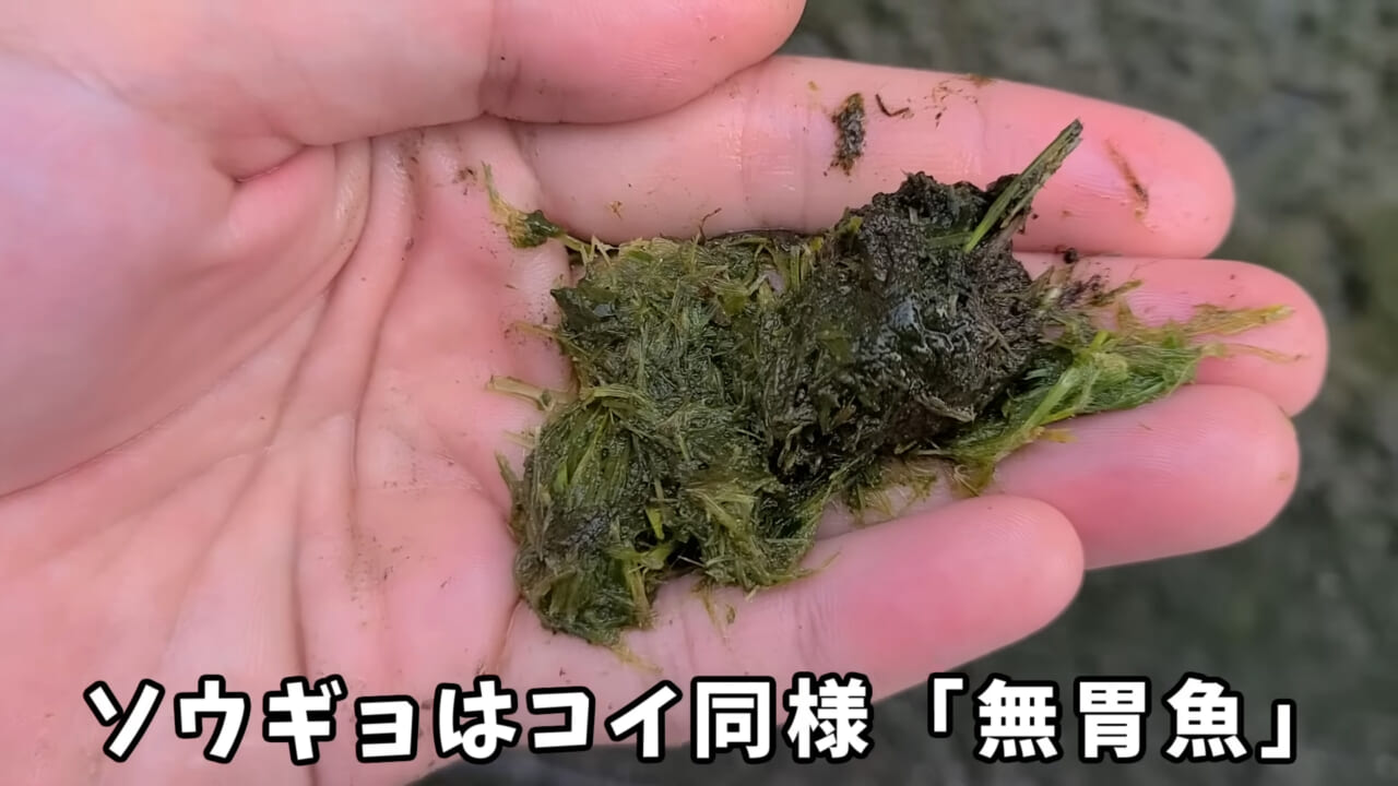 ｜「うわぁ、キタキタ」「デカすぎ…」“巨大魚”が潜む川に食パンを投入→10秒後にまさかの『化け物』サイズが登場。