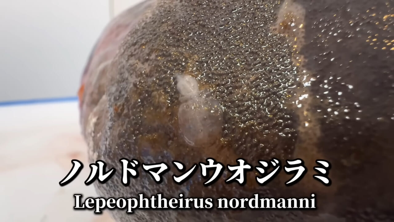 ｜「脳みそ小さすぎ」「これは脱帽だわ」マンボウをさばいた結果がとんでもなかった。