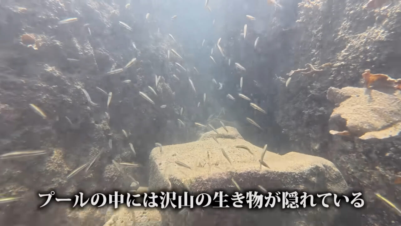 ｜「嚙まれたらエグれる…」「アレの匂い」海のプールに取り残された『モンスター』を捕獲。実際に食べてみた結果。