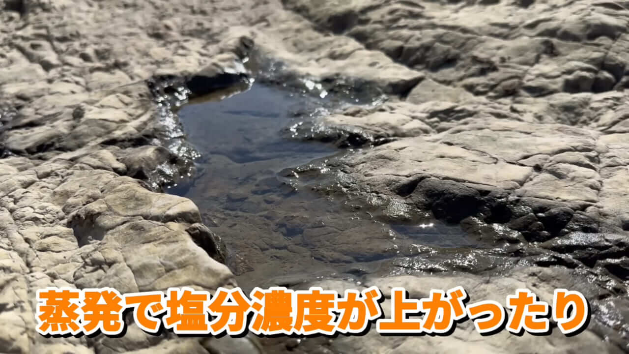｜「コレ、普通に捕まります」“磯の水”を全部抜いたら、出てきたものがヤバすぎた。「海保に通報です」