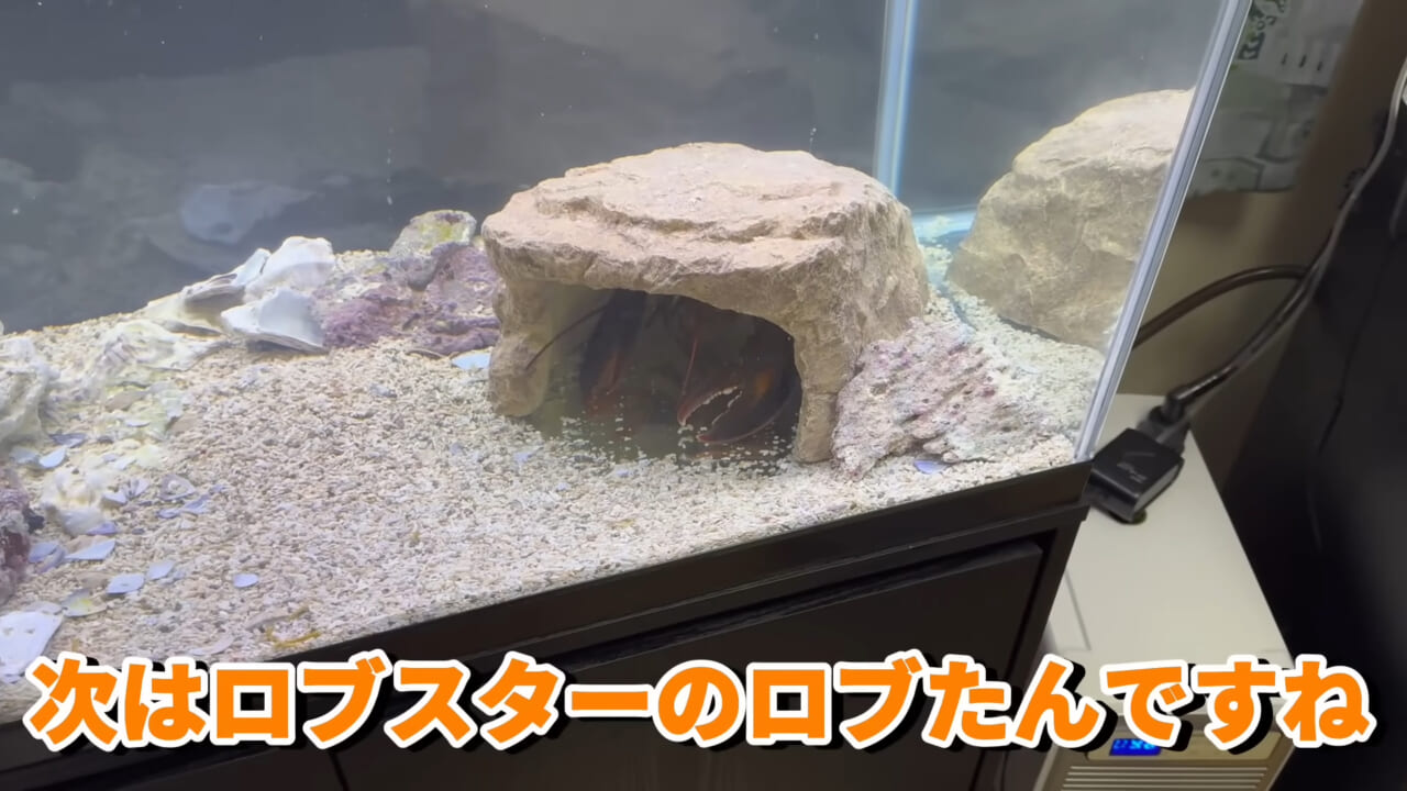 ｜「これはマジでやばい」スーパーに売れ残っていた『化け物』を飼育してみると…。「すごい映像」「感動しました」