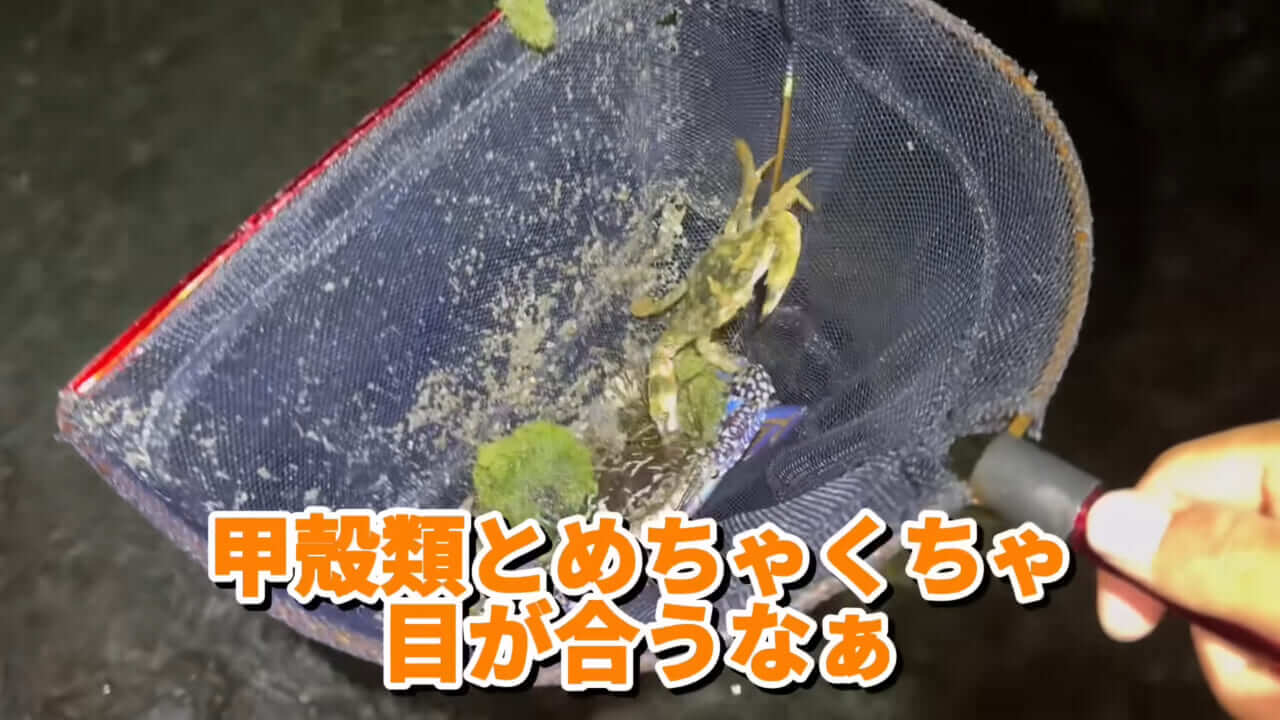 |「コレ、普通に捕まります」“磯の水”を全部抜いたら、出てきたものがヤバすぎた。「海保に通報です」