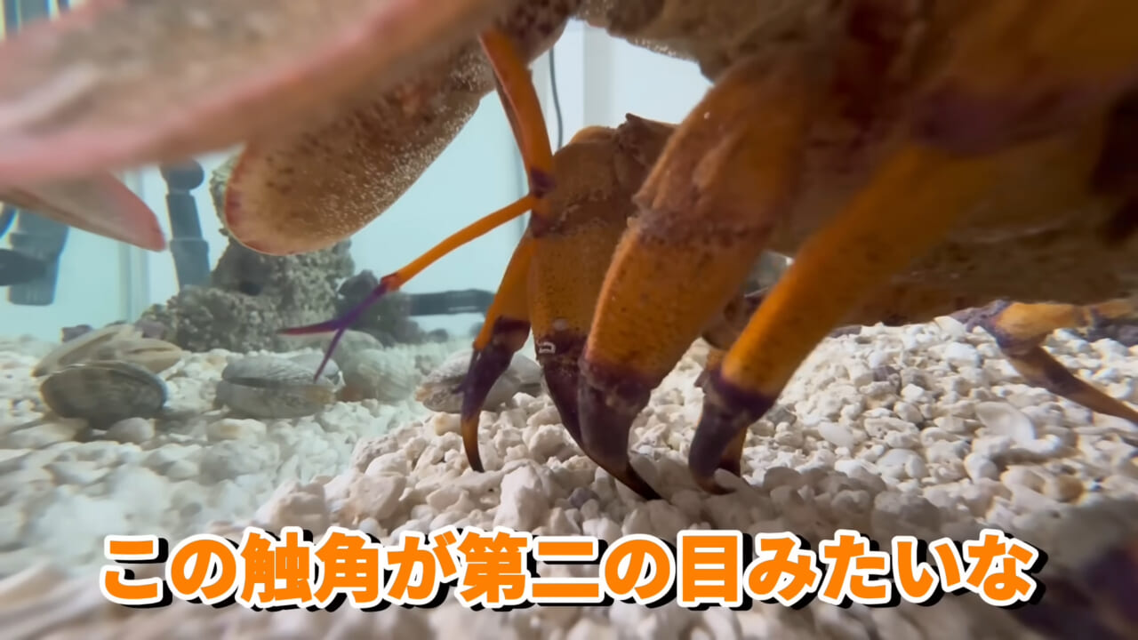 |「これはマジでやばい」スーパーに売れ残っていた『化け物』を飼育してみると…。「すごい映像」「感動しました」