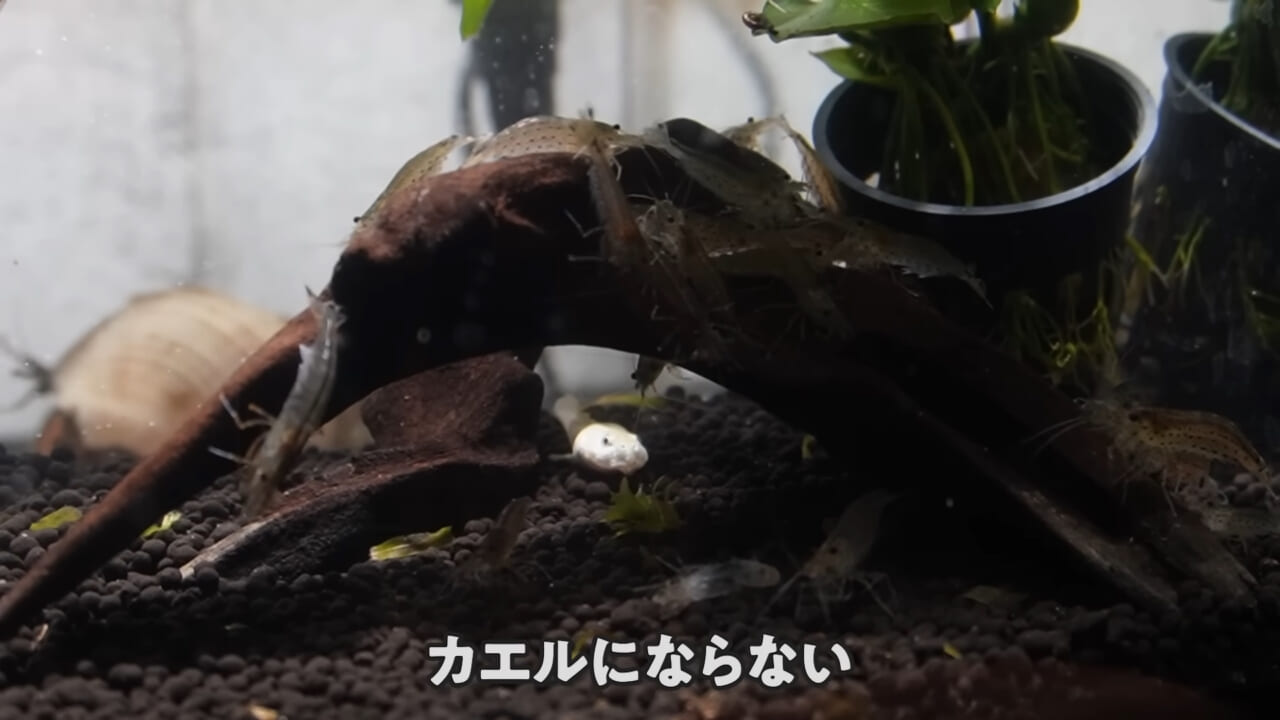 ｜「ヤバい、突然変異です」捕まえた『白いオタマジャクシ』を育ててみたらまさかの…。「何色のカエルになるのか、検証します」