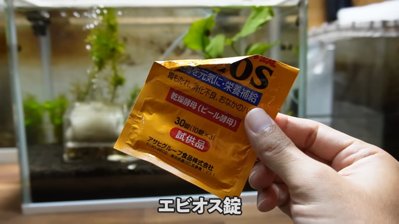 |「ヤバい、突然変異です」捕まえた『白いオタマジャクシ』を育ててみたらまさかの…。「何色のカエルになるのか、検証します」