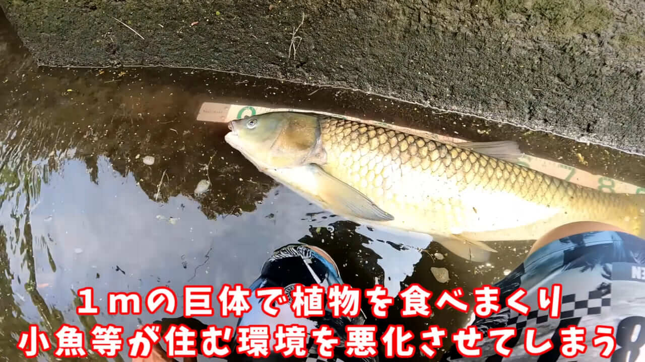 |「うわぁ、キタキタ」「デカすぎ…」“巨大魚”が潜む川に食パンを投入→10秒後にまさかの『化け物』サイズが登場。