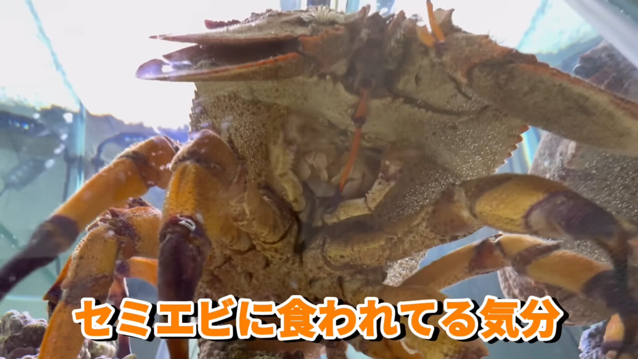 |「これはマジでやばい」スーパーに売れ残っていた『化け物』を飼育してみると…。「すごい映像」「感動しました」