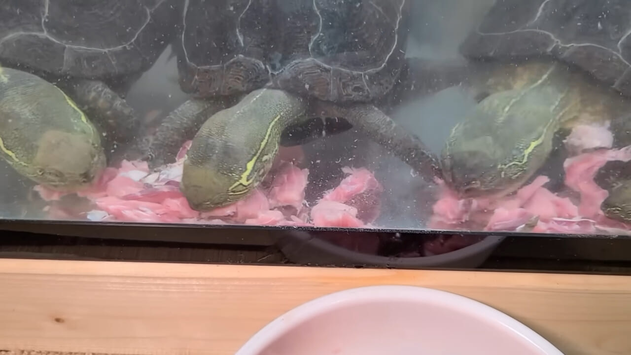 |「うわぁ、キタキタ」「デカすぎ…」“巨大魚”が潜む川に食パンを投入→10秒後にまさかの『化け物』サイズが登場。