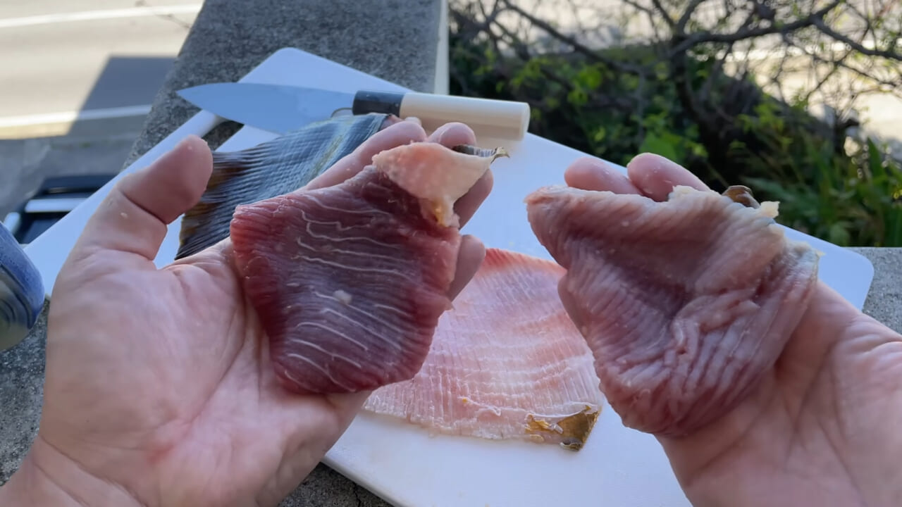 |「うぉー、痛ってえええ」東京湾にも生息する『身近な危険生物』に刺されたらこうなった。「この黒いネバネバが“毒液”です」