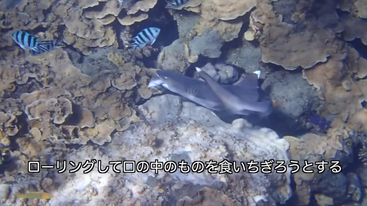 ｜「マジかよ。やばすぎ」「危険すぎる…」サメに噛まれるとどうなるのか身をもって検証したYouTuberがやばすぎた…