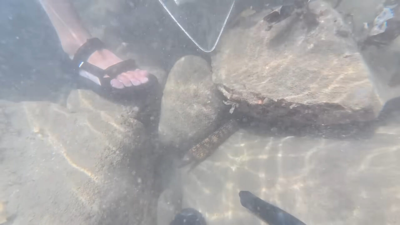 ｜「嚙まれたらエグれる…」「アレの匂い」海のプールに取り残された『モンスター』を捕獲。実際に食べてみた結果。