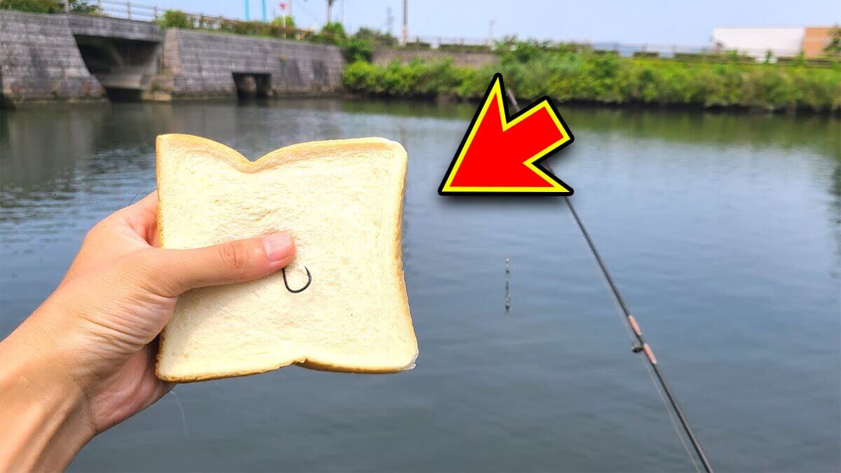 ｜「うわぁ、キタキタ」「デカすぎ…」“巨大魚”が潜む川に食パンを投入→10秒後にまさかの『化け物』サイズが登場。