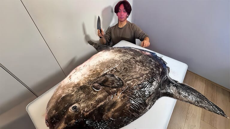 「脳みそ小さすぎ」「これは脱帽だわ」マンボウをさばいた結果がとんでもなかった。