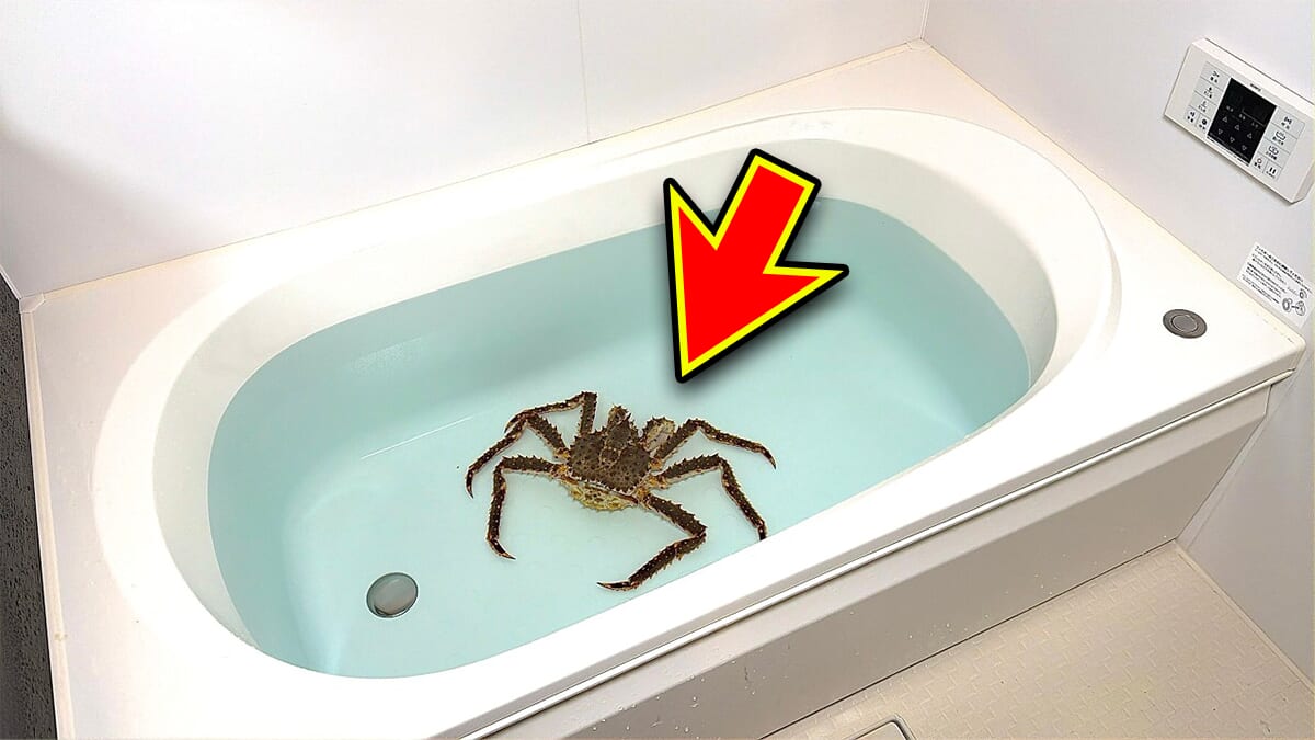 |「マジで育てるのか…」お風呂で『タラバガニ』を飼ったら…。「死んだら食材です」驚きの動画に話題殺到。