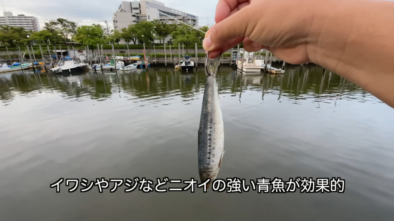 ｜「うぉー、痛ってえええ」東京湾にも生息する『身近な危険生物』に刺されたらこうなった。「この黒いネバネバが“毒液”です」