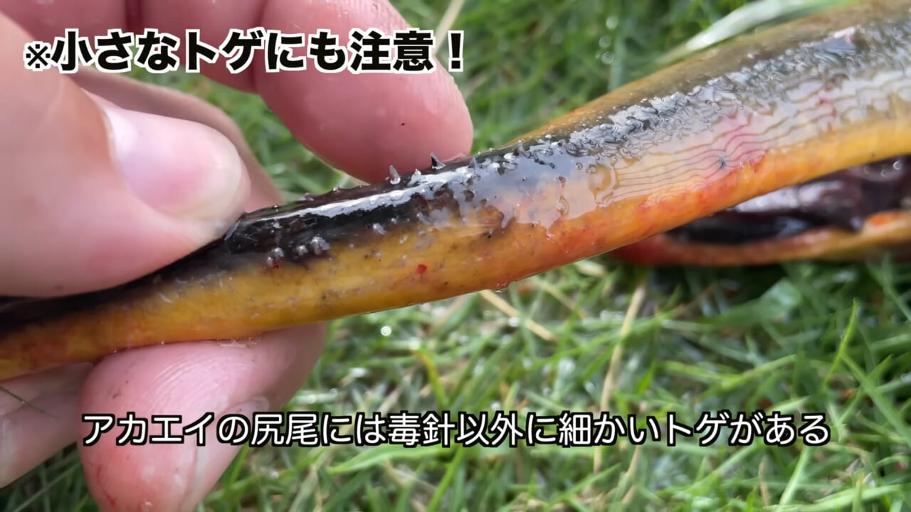 ｜「うぉー、痛ってえええ」東京湾にも生息する『身近な危険生物』に刺されたらこうなった。「この黒いネバネバが“毒液”です」