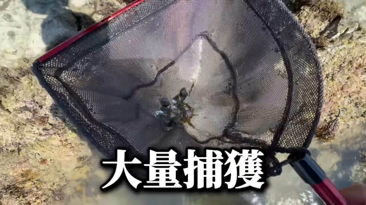 ｜「コレ、普通に捕まります」“磯の水”を全部抜いたら、出てきたものがヤバすぎた。「海保に通報です」