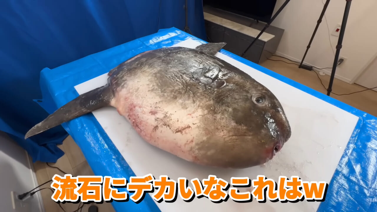 ｜「脳みそ小さすぎ」「これは脱帽だわ」マンボウをさばいた結果がとんでもなかった。
