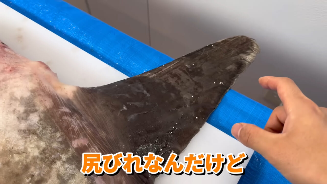 ｜「脳みそ小さすぎ」「これは脱帽だわ」マンボウをさばいた結果がとんでもなかった。