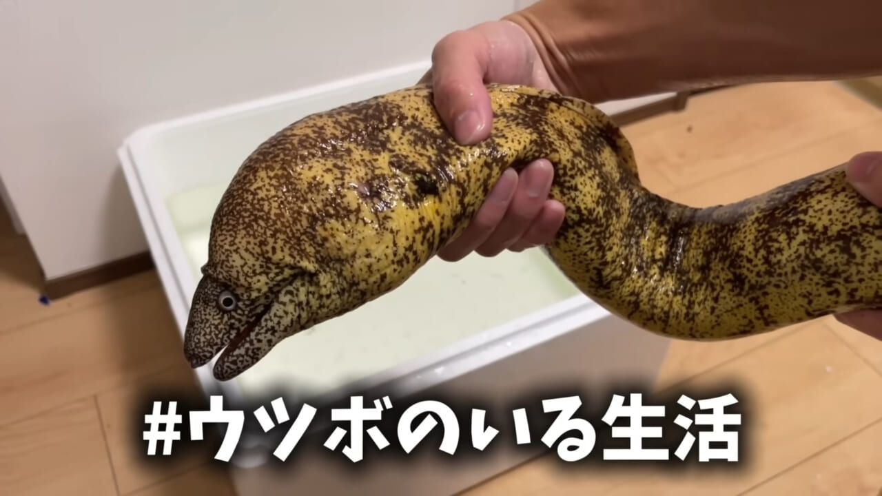 ｜「そんなことあるかぁ！」鮮魚店で売っていた『ウツボ』をペットにしたらヤバすぎた。衝撃の飼育シーンに話題殺到。