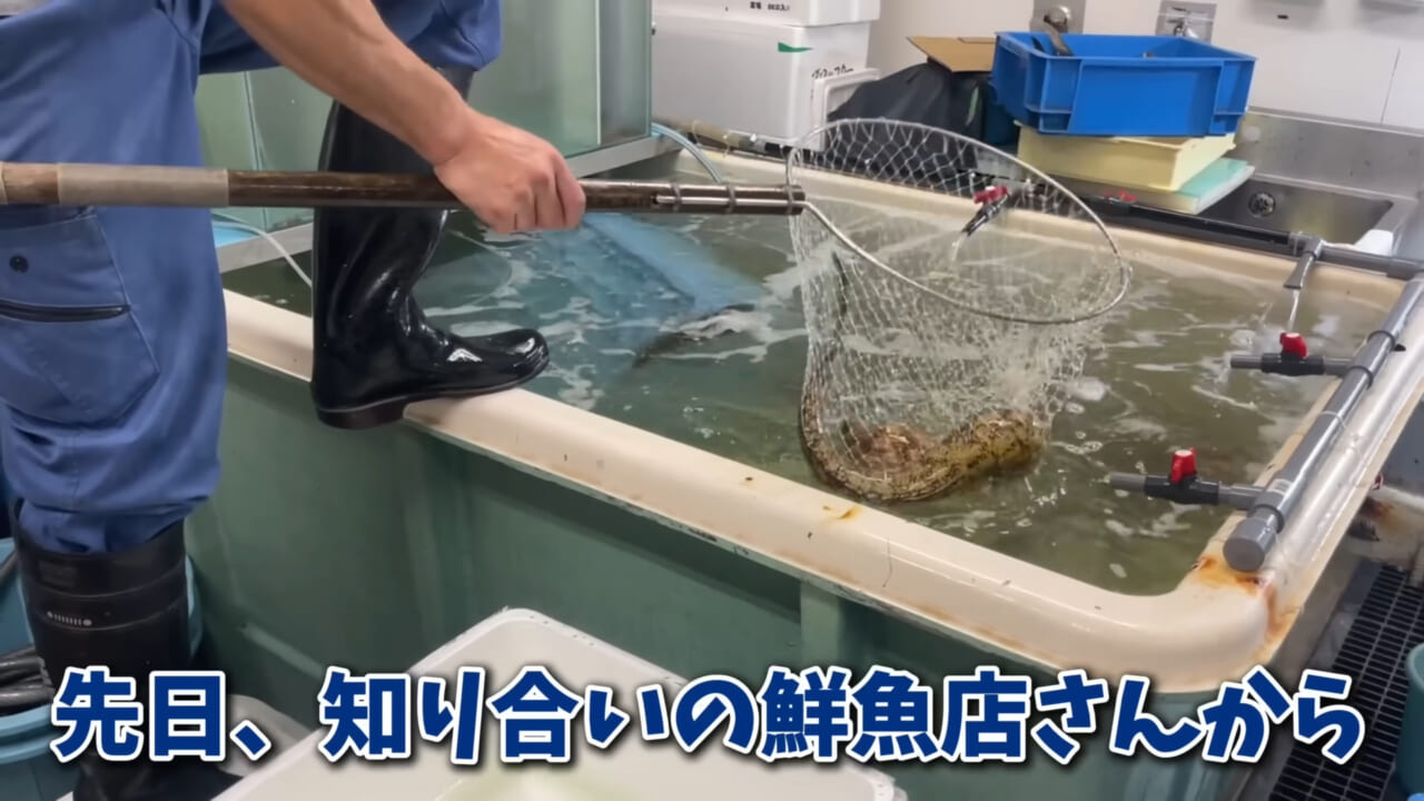 ｜「そんなことあるかぁ！」鮮魚店で売っていた『ウツボ』をペットにしたらヤバすぎた。衝撃の飼育シーンに話題殺到。
