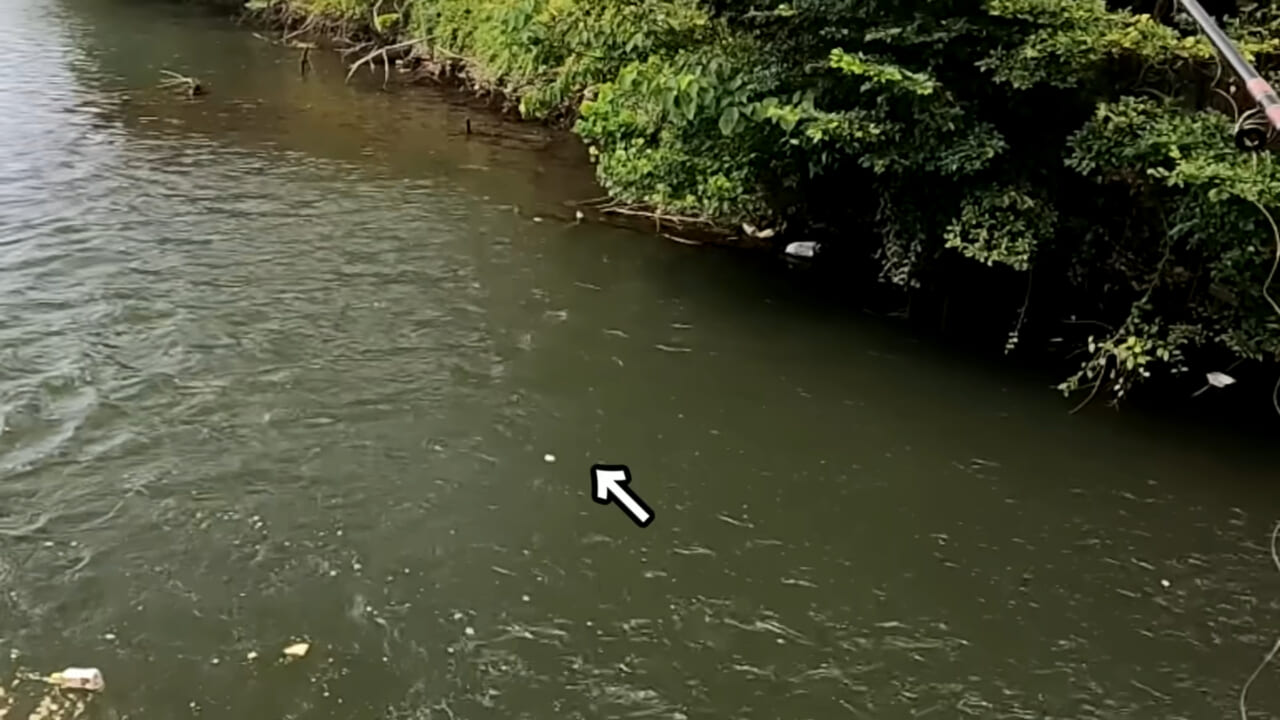 |「うわぁ、キタキタ」「デカすぎ…」“巨大魚”が潜む川に食パンを投入→10秒後にまさかの『化け物』サイズが登場。