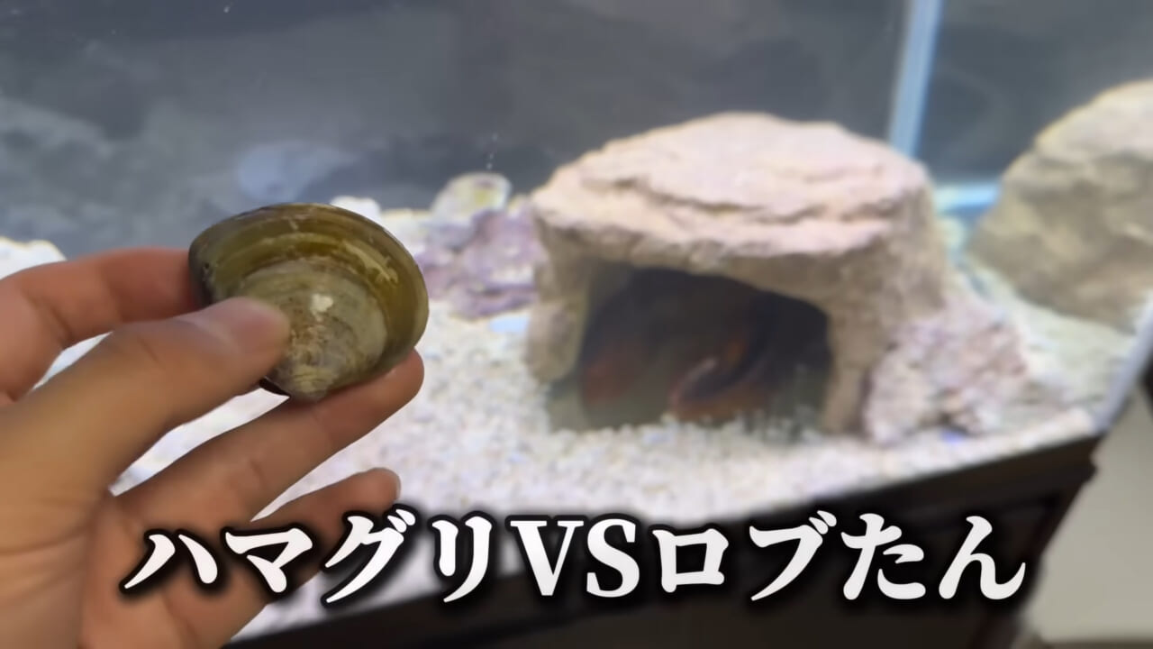 |「これはマジでやばい」スーパーに売れ残っていた『化け物』を飼育してみると…。「すごい映像」「感動しました」