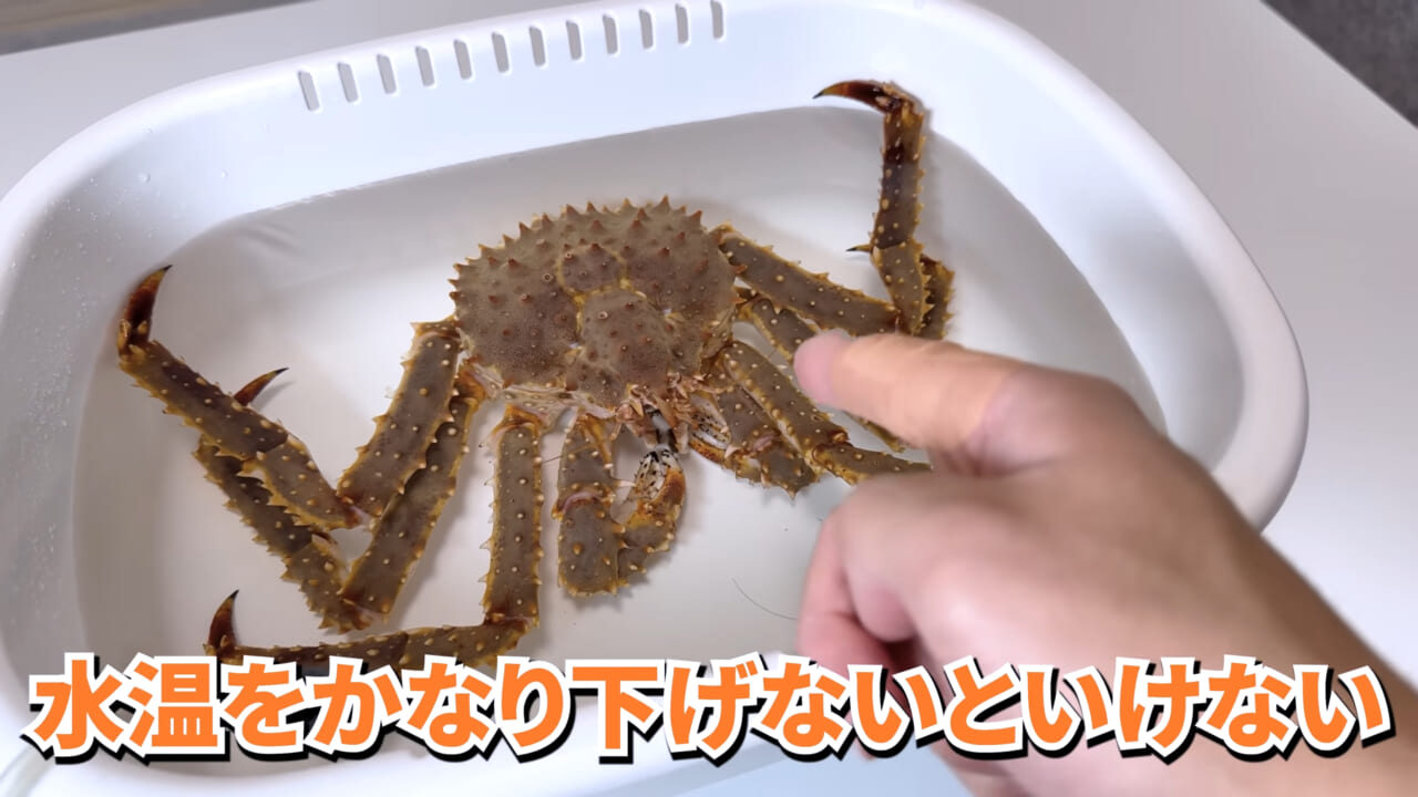 |「マジで育てるのか…」お風呂で『タラバガニ』を飼ったら…。「死んだら食材です」驚きの動画に話題殺到。